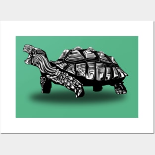 Tortoise Posters and Art